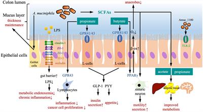 Potential of Akkermansia muciniphila and its outer membrane proteins as therapeutic targets for neuropsychological diseases